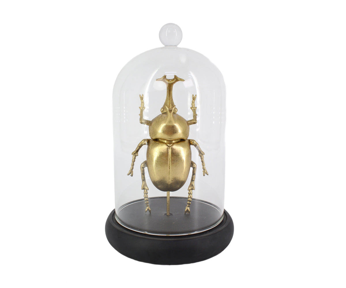 Gold Metallic Beetle with Cloche Dome