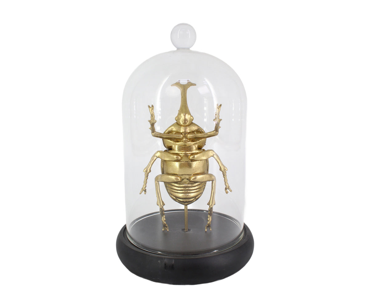 Gold Metallic Beetle with Cloche Dome