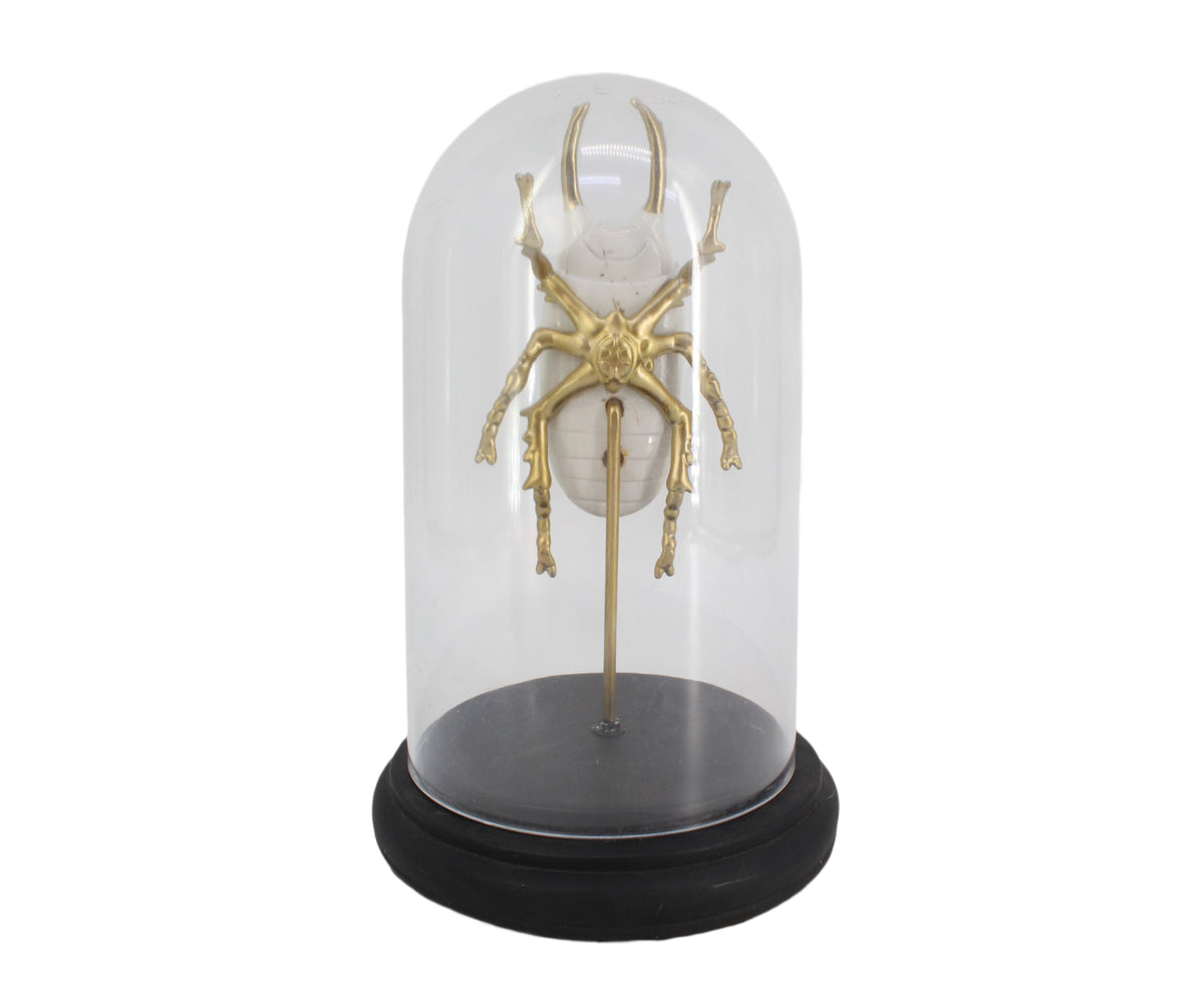 Beetle Figurine in Glass Display Cloche